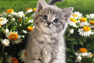Cat and flowers