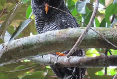 Cojura Preta