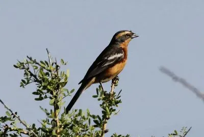 Poospiza ornata