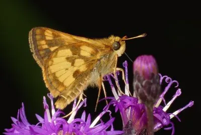 Polites peckius