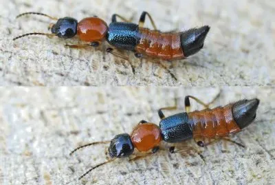 Paederus littoralis jigsaw puzzle