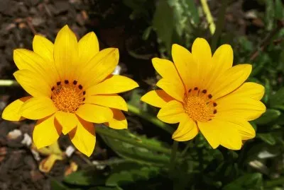 Gazania