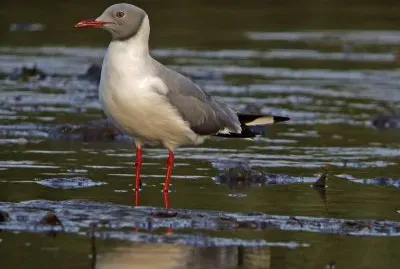 Gabbiano testagrigia