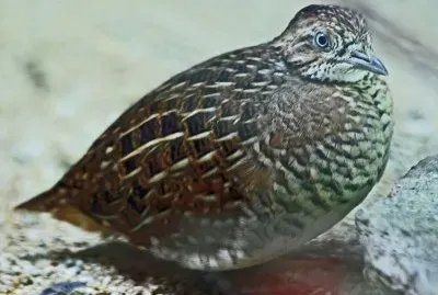 Quaglia tridattila del madagascar