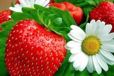 Frutas jigsaw puzzle