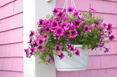 flores jigsaw puzzle