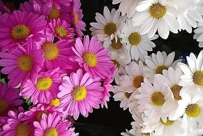flores
