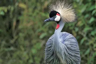 natural