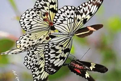 natural jigsaw puzzle