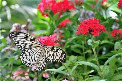 פאזל של natural