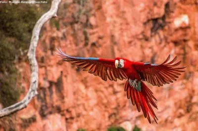 natural jigsaw puzzle