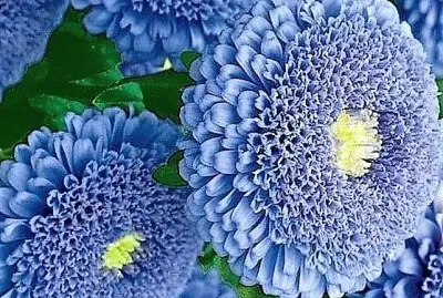 flores