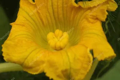 OK