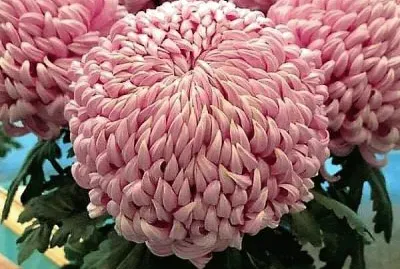 flores