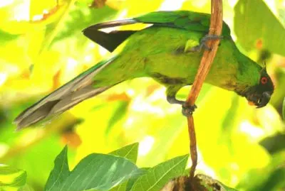 Parrocchetto di uvea