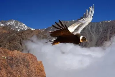 פאזל של CONDOR