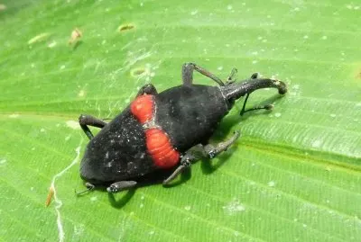 Phyllerythorus sanguinolentus