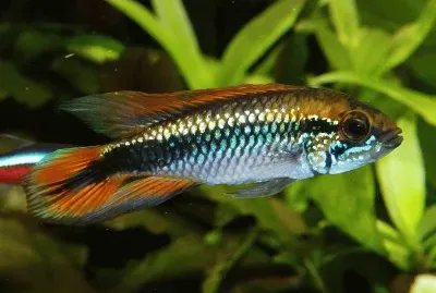 Ciclide nano agassizii