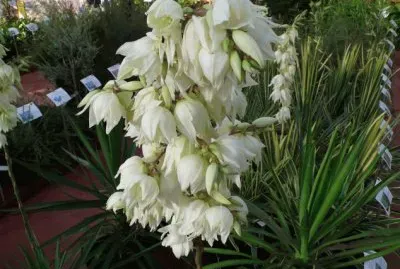 Yucca