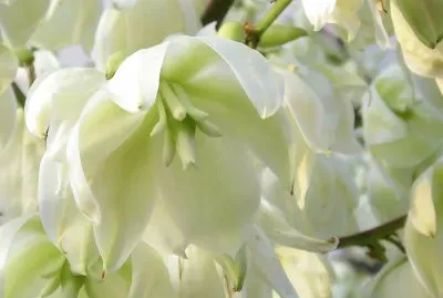 Yucca