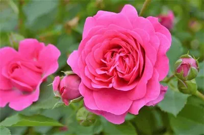 flores