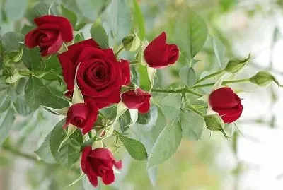 flores