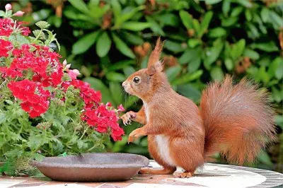 natural jigsaw puzzle