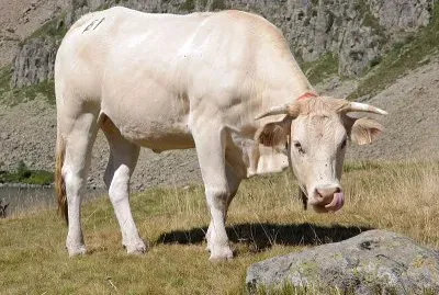 Toro blonde de aquitania