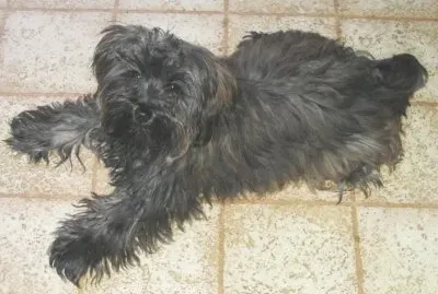 Yorkipoo