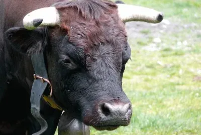Vacca valdostana pezzata nera