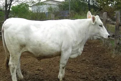 Vacca bianca val padana