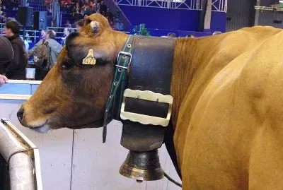 Vacca savoiarda jigsaw puzzle