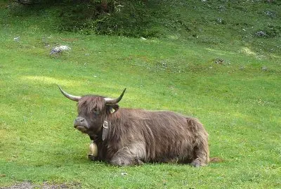 Vacca highlander