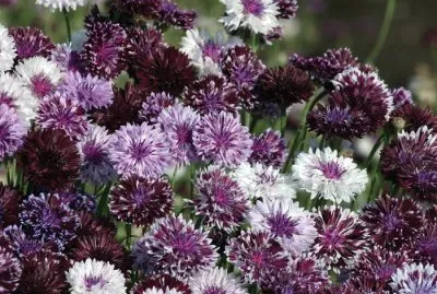 Purple and White Bachelor Buttons