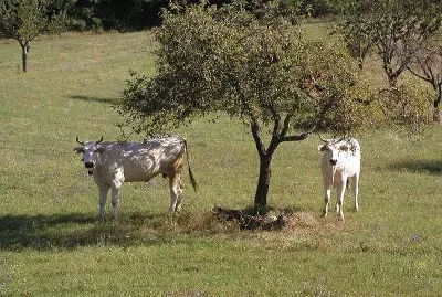 Vacca chianina