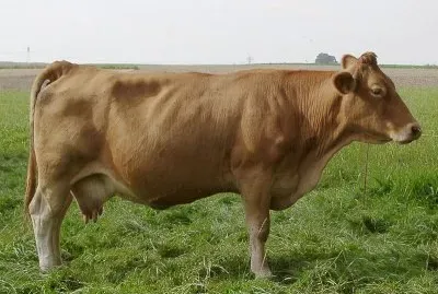 Vacca gelbvieh