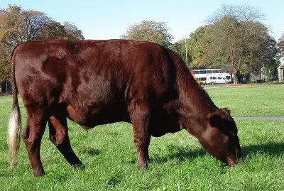 Vacca red poll jigsaw puzzle