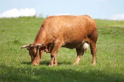 Vacca rubia gallega