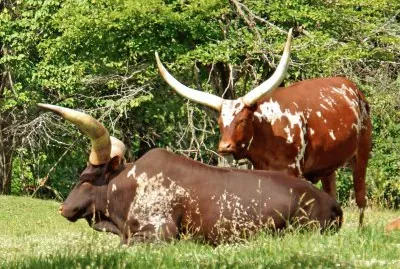 Vacca ankole dalle corna lunghe
