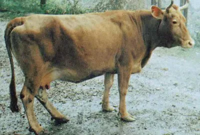 Vacca varzese o tortonese