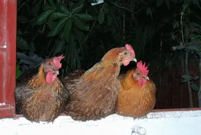 galinhas