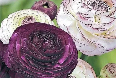 פאזל של flores