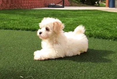 Maltipoo