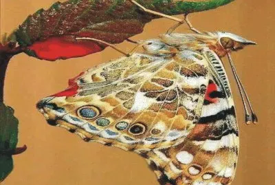 Butterfly