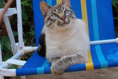 gato