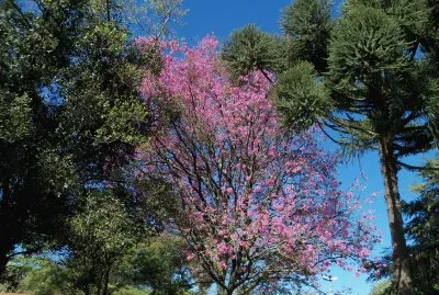 trees