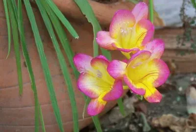 lÃ­rio jigsaw puzzle