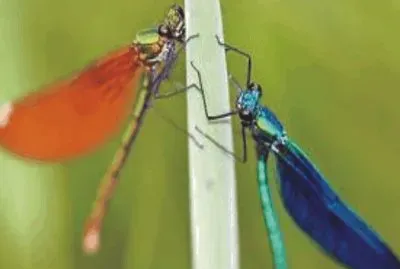 Dragonfly
