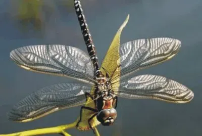 Dragonfly