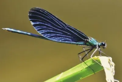 Dragonfly